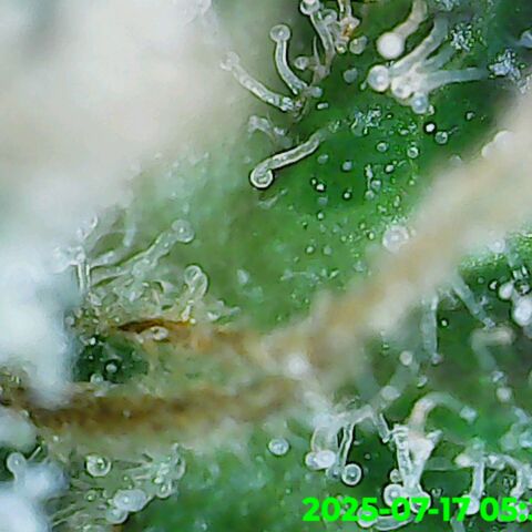 Gorilla Zkittlez growlog timeline photo