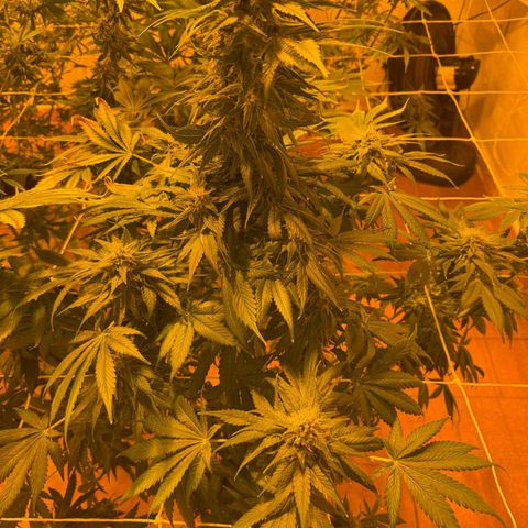 Gorilla Zkittlez growlog timeline photo