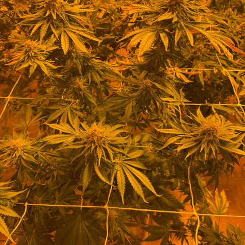 Gorilla Zkittlez growlog timeline photo