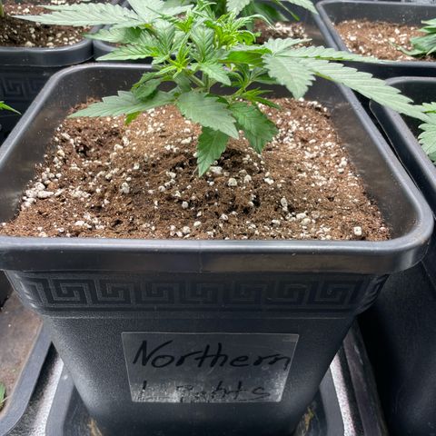 Gelato growlog timeline photo