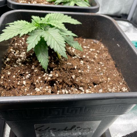 Gelato growlog timeline photo