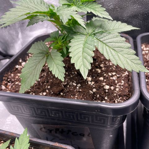 Gelato growlog photo: Queen 