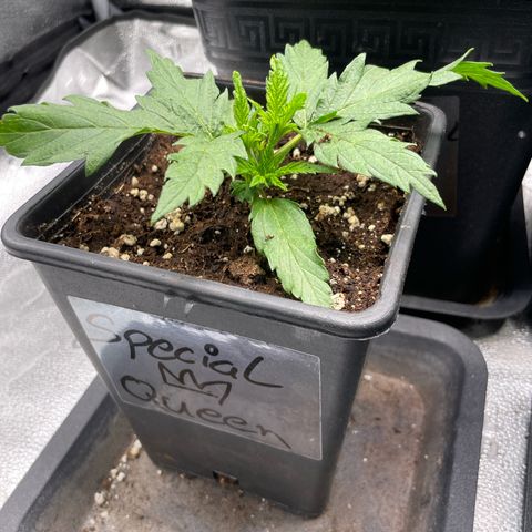 Gelato growlog timeline photo