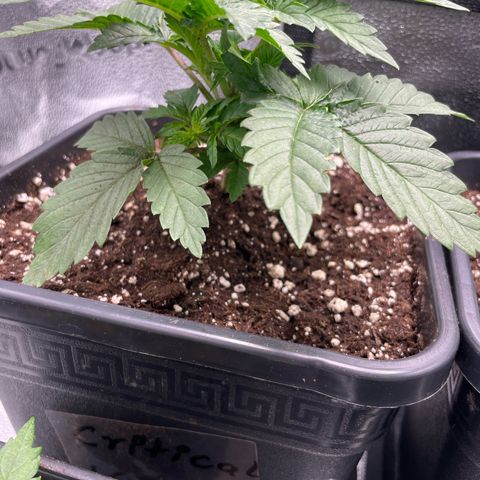 Critical Kush growlog timeline photo