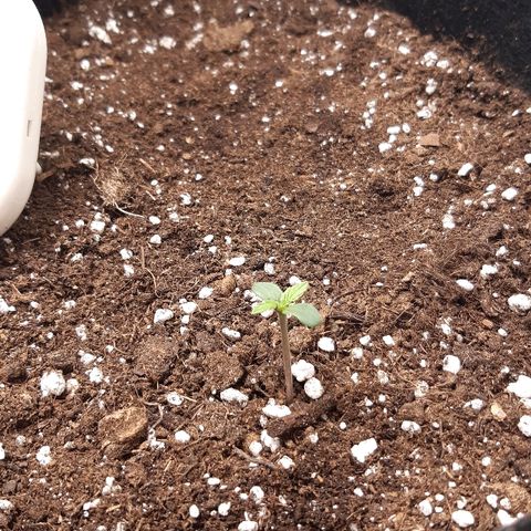 Think Different "Männi" growlog timeline photo