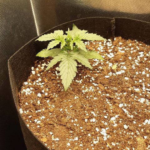 Think Different "Männi" growlog timeline photo