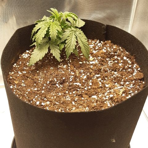 Think Different "Männi" growlog timeline photo