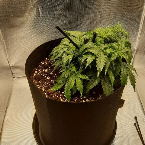 Think Different "Männi" growlog timeline photo