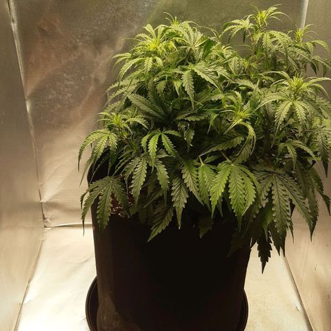 Think Different "Männi" growlog timeline photo
