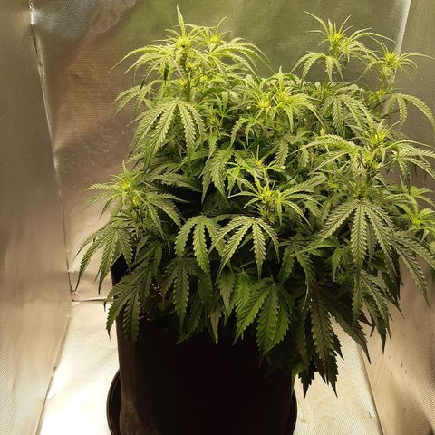 Think Different "Männi" growlog timeline photo