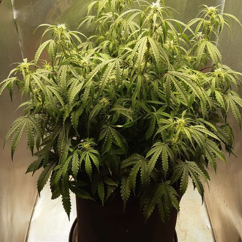 Think Different "Männi" growlog timeline photo