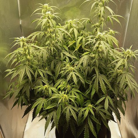 Think Different "Männi" growlog timeline photo