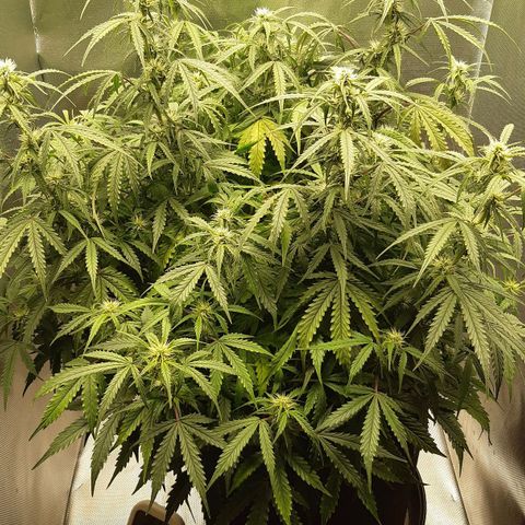 Think Different "Männi" growlog timeline photo