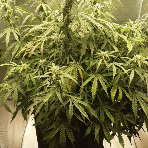 Think Different "Männi" growlog timeline photo