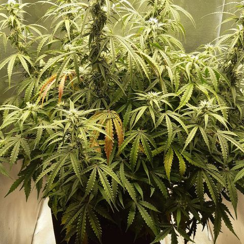 Think Different "Männi" growlog timeline photo