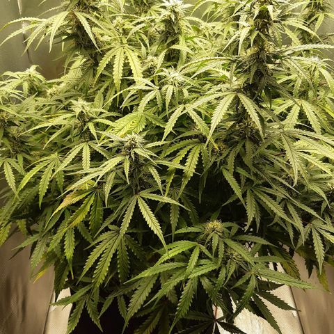 Think Different "Männi" growlog timeline photo