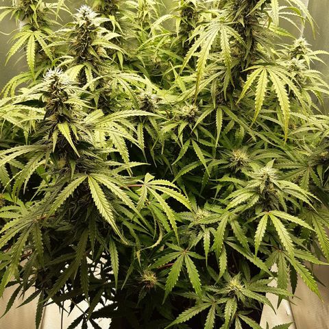 Think Different "Männi" growlog timeline photo