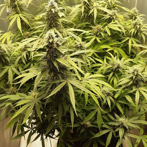 Think Different "Männi" growlog timeline photo