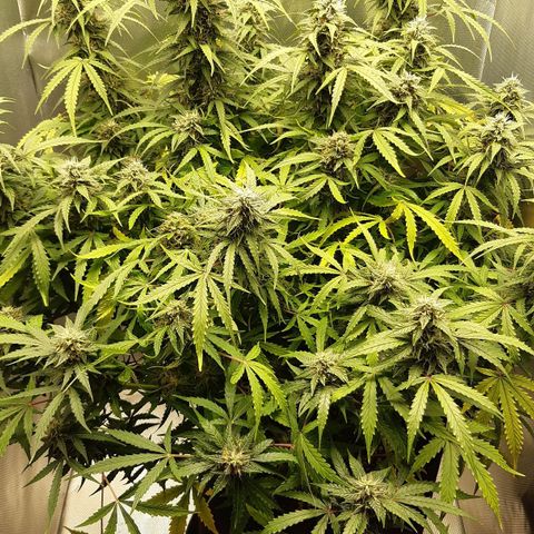 Think Different "Männi" growlog timeline photo