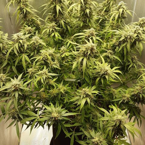 Think Different "Männi" growlog timeline photo