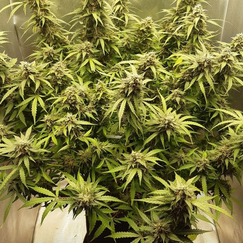 Think Different "Männi" growlog timeline photo
