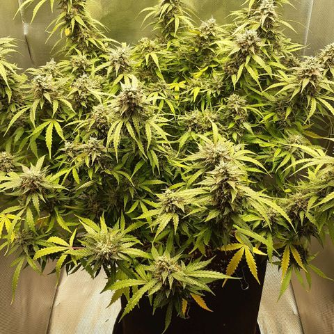 Think Different "Männi" growlog timeline photo