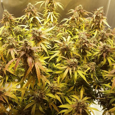 Think Different "Männi" growlog timeline photo