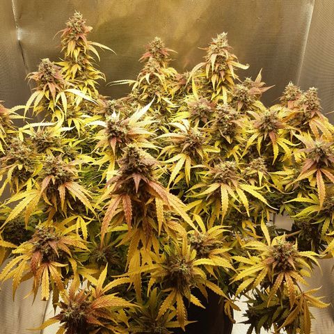 Think Different "Männi" growlog timeline photo