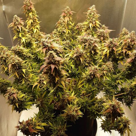 Think Different "Männi" growlog timeline photo