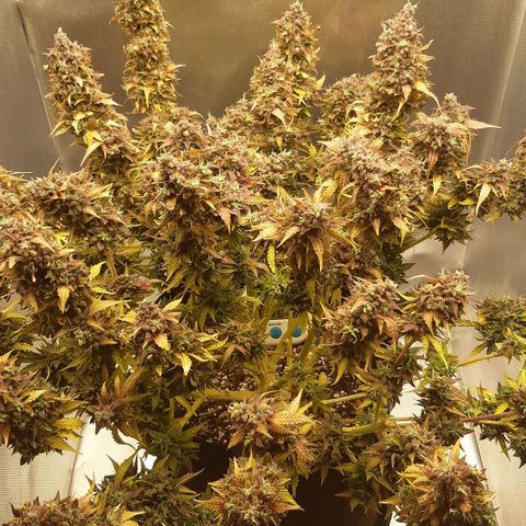 Think Different "Männi" growlog timeline photo