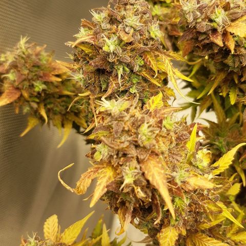 Think Different "Männi" growlog timeline photo