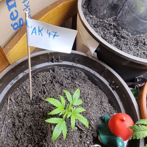 Royal AK Automatic growlog timeline photo