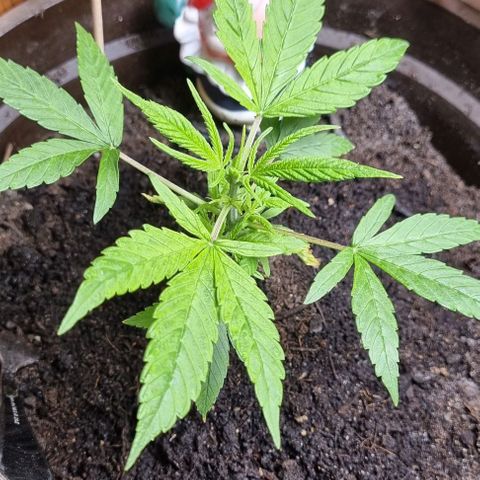 Royal AK Automatic growlog timeline photo