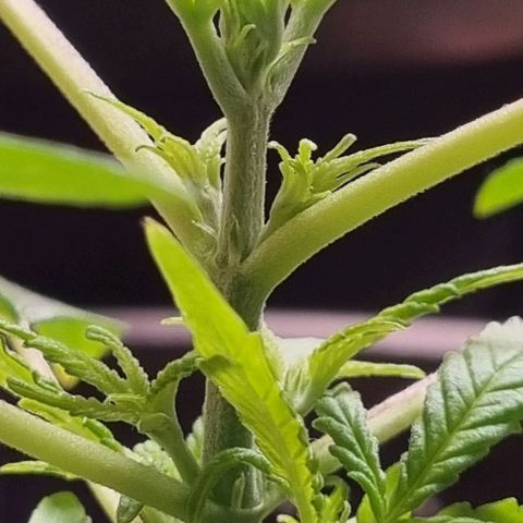Royal AK Automatic growlog timeline photo