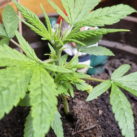 Royal AK Automatic growlog timeline photo