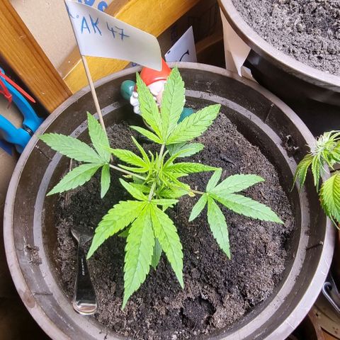 Royal AK Automatic growlog timeline photo