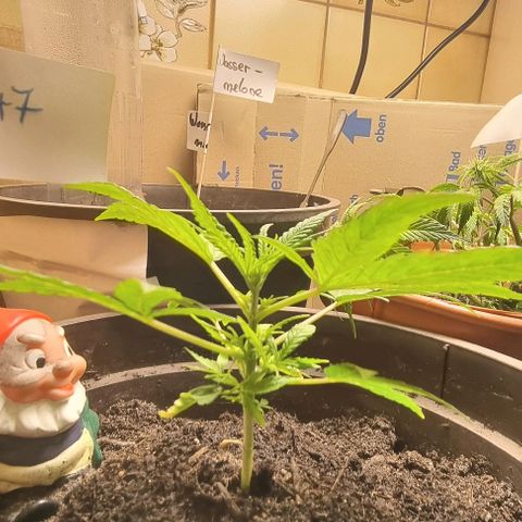 Royal AK Automatic growlog timeline photo