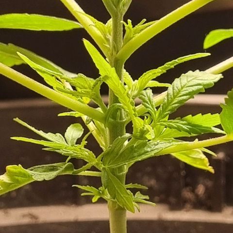 Royal AK Automatic growlog timeline photo