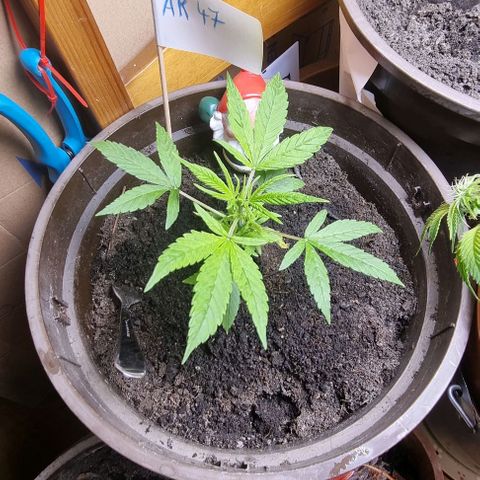 Royal AK Automatic growlog timeline photo