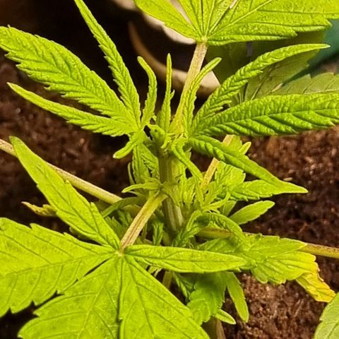 Royal AK Automatic growlog timeline photo