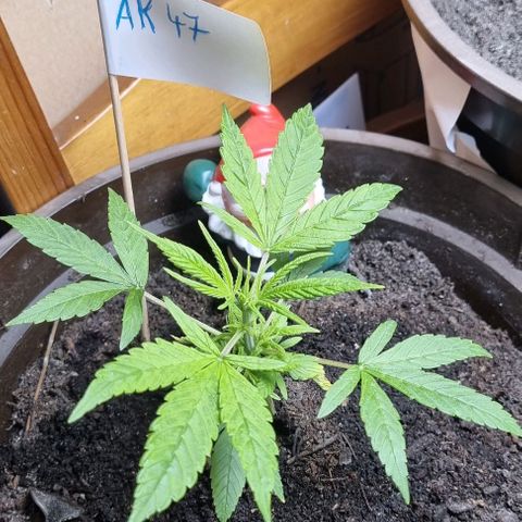 Royal AK Automatic growlog timeline photo