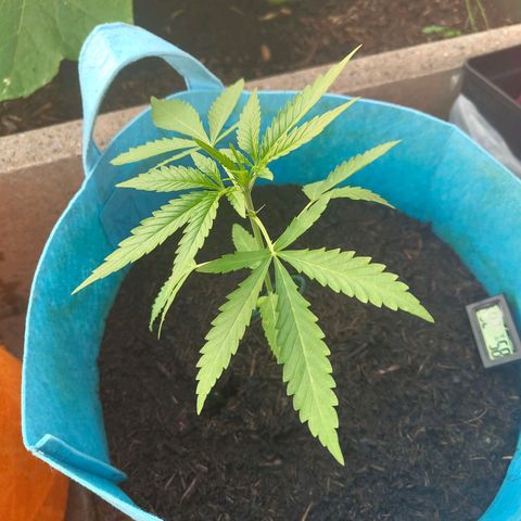 Erik Vanilla Gelato #1  growlog timeline photo