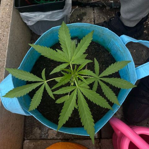 Erik Vanilla Gelato #1  growlog timeline photo