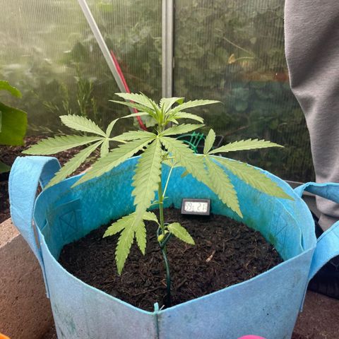Erik Vanilla Gelato #1  growlog timeline photo