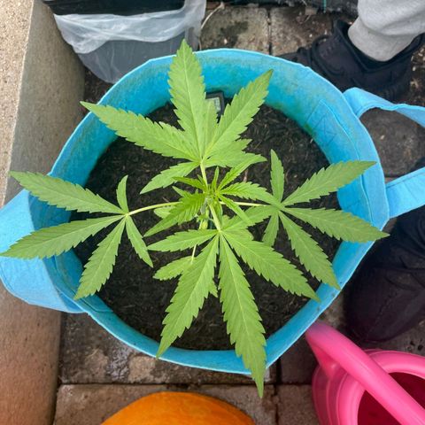 Erik Vanilla Gelato #1  growlog timeline photo