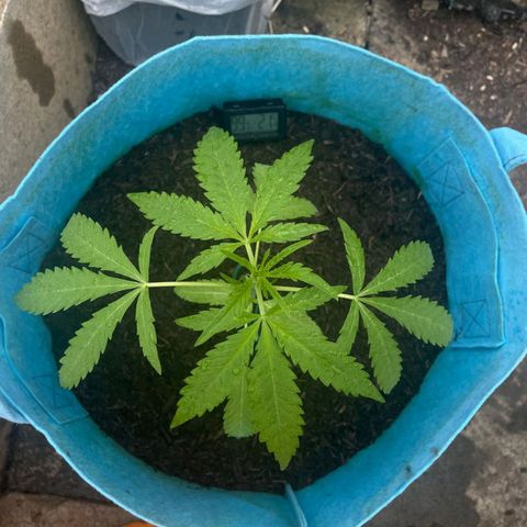 Erik Vanilla Gelato #1  growlog timeline photo