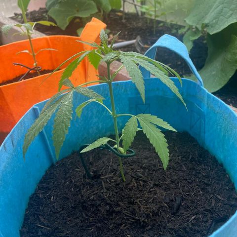 Erik Vanilla Gelato #1  growlog timeline photo