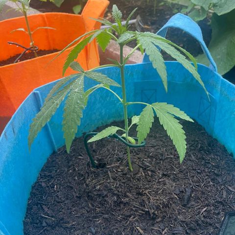 Erik Vanilla Gelato #1  growlog timeline photo