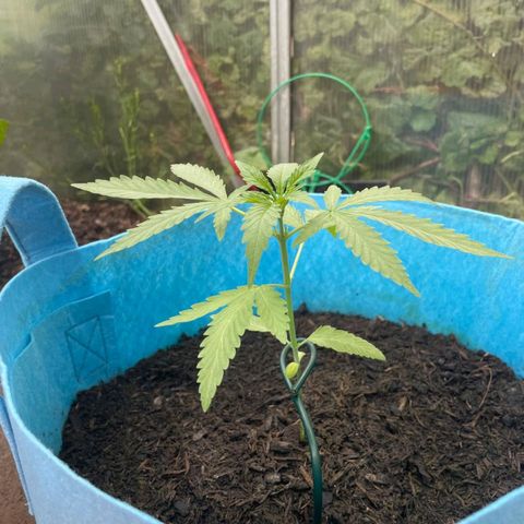 Erik Vanilla Gelato #1  growlog timeline photo