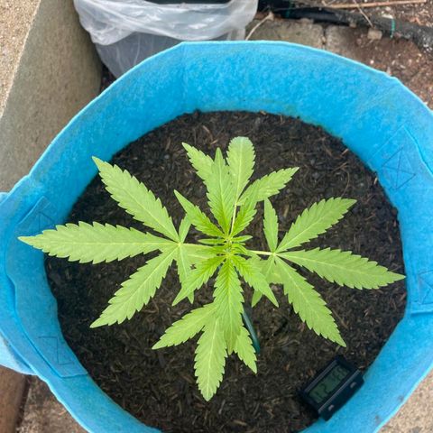 Erik Vanilla Gelato #1  growlog timeline photo